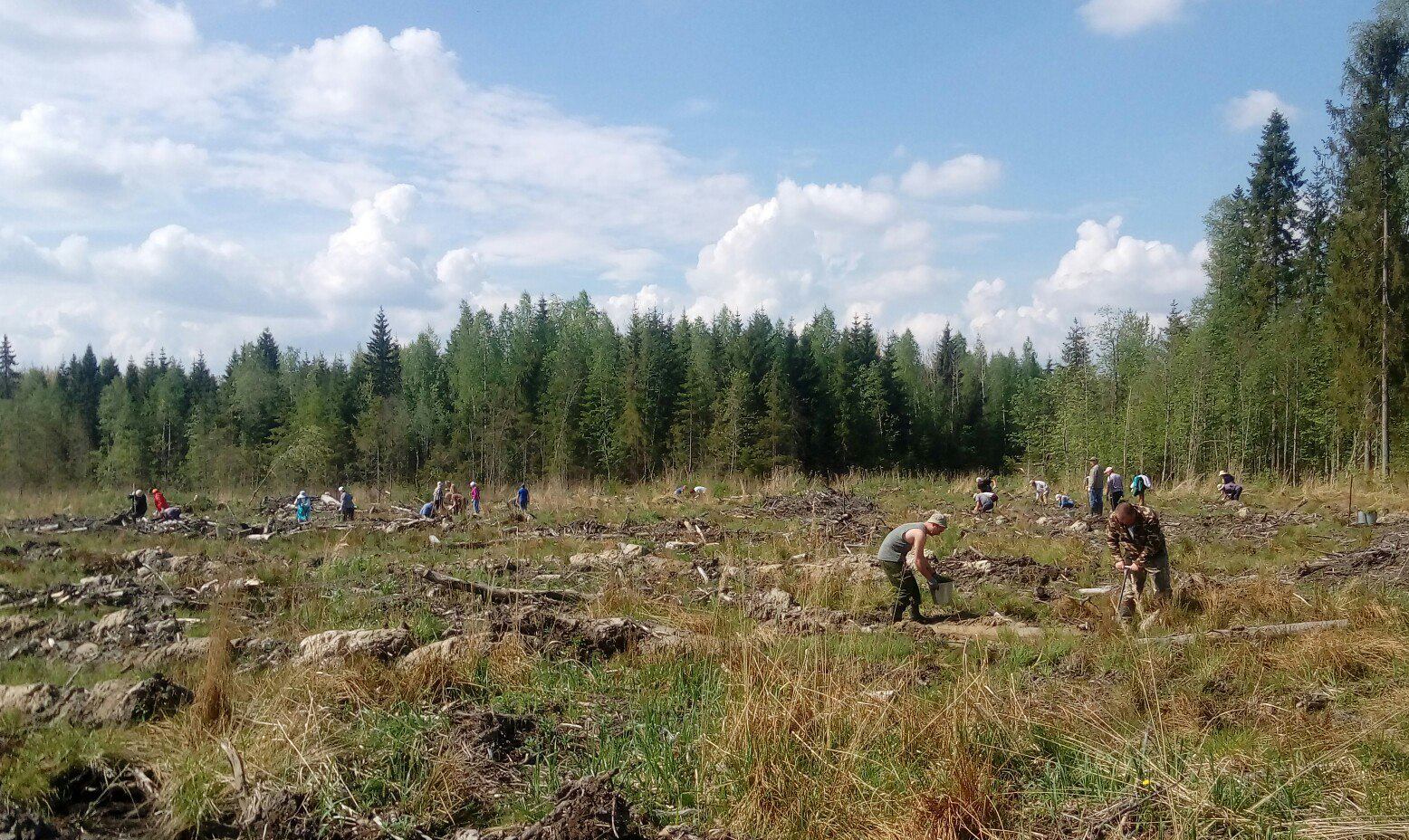 В Гатчинском районе сажают лес