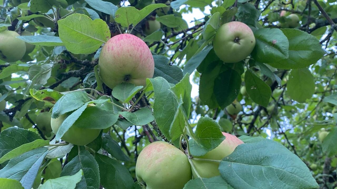 В Ленинградской области начали собирать яблоки