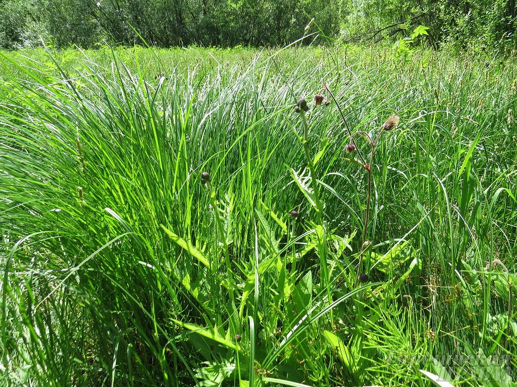 Гатчинская Чудо-поляна: не просто трава, не просто цветы. 