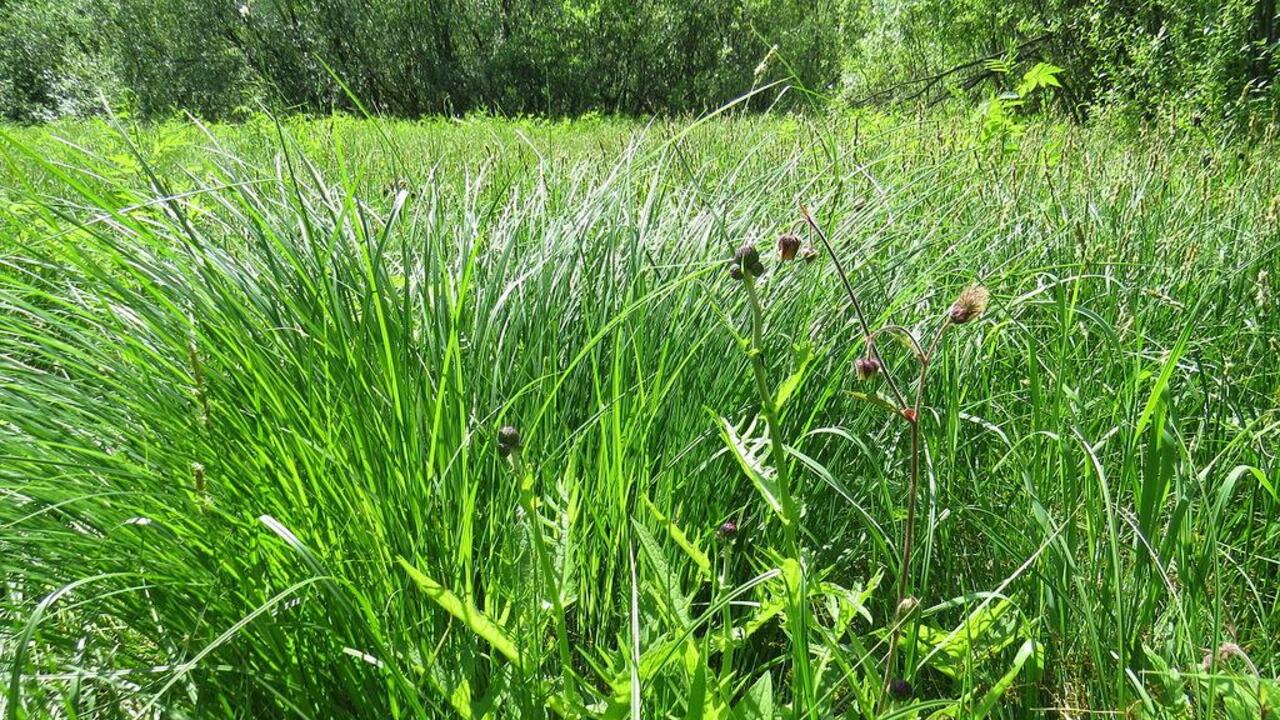 Гатчинская Чудо-поляна: не просто трава, не просто цветы...