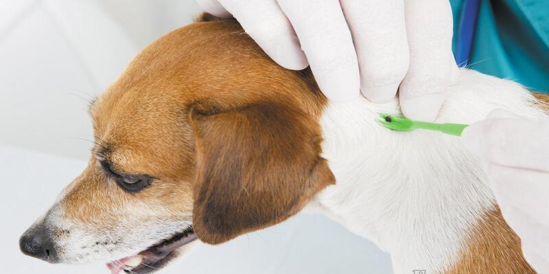 Злые и голодные