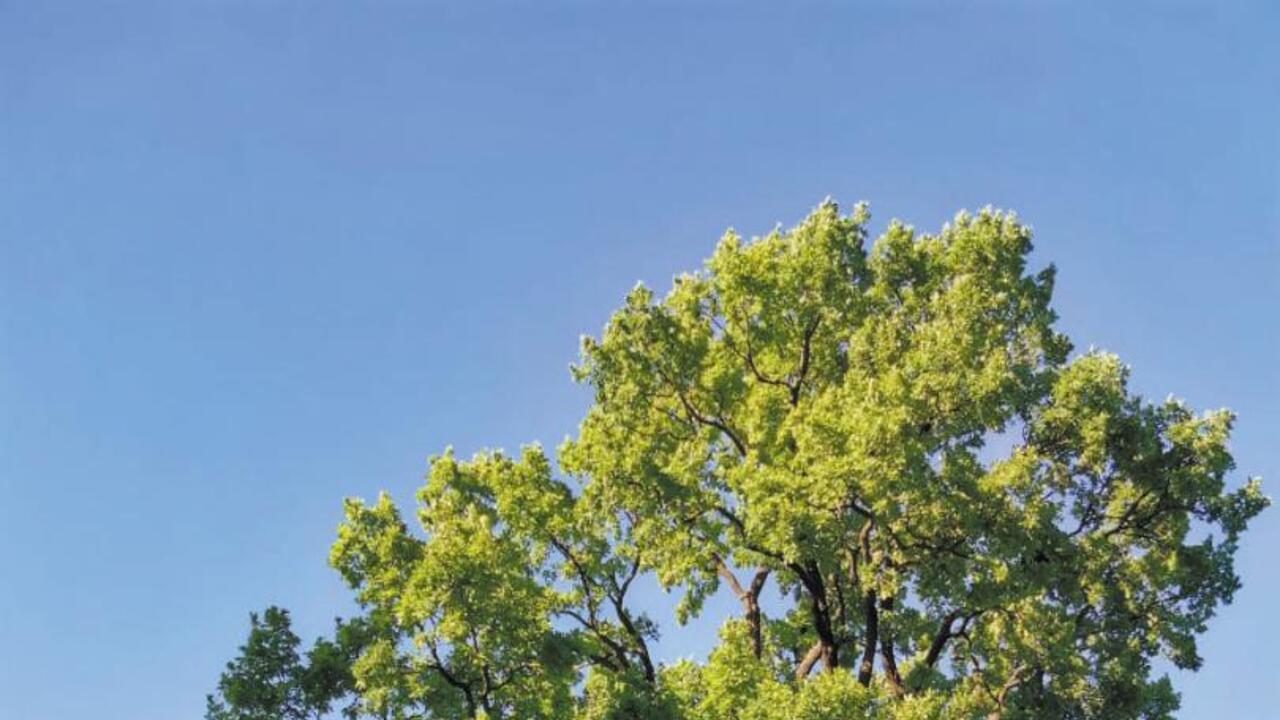 Среди памятников природы – гатчинские деревья-старожилы