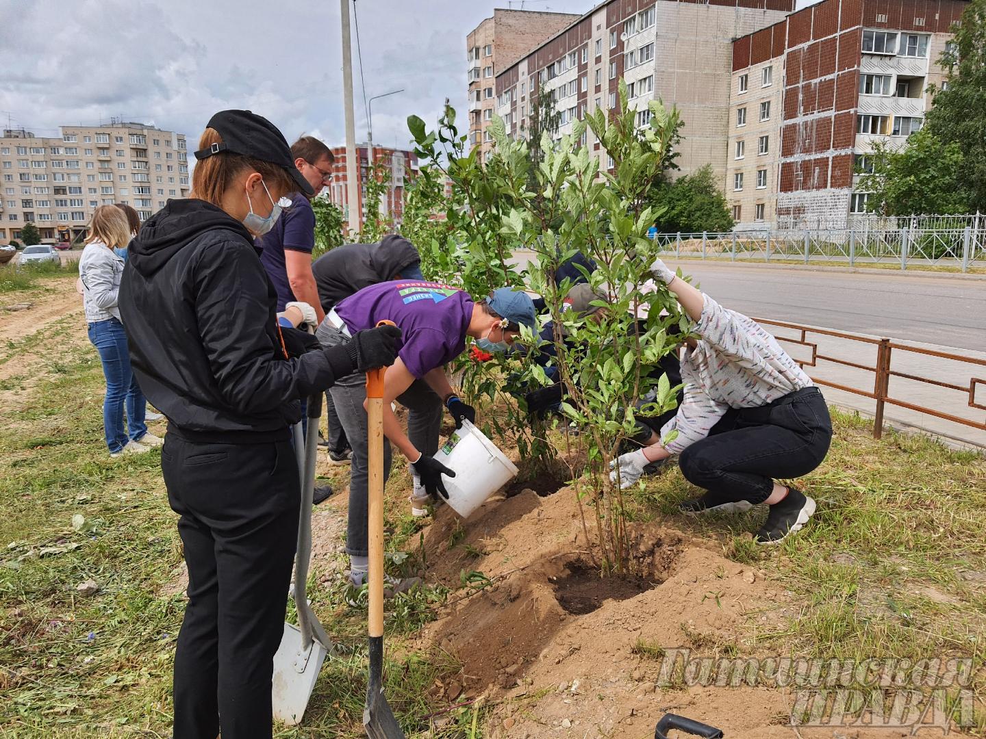 В День семьи, любви и верности в Гатчине посадили сирень | 08.07.2020 |  Гатчина - БезФормата