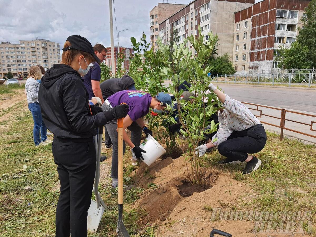 В День семьи, любви и верности в Гатчине посадили сирень - Гатчинская правда