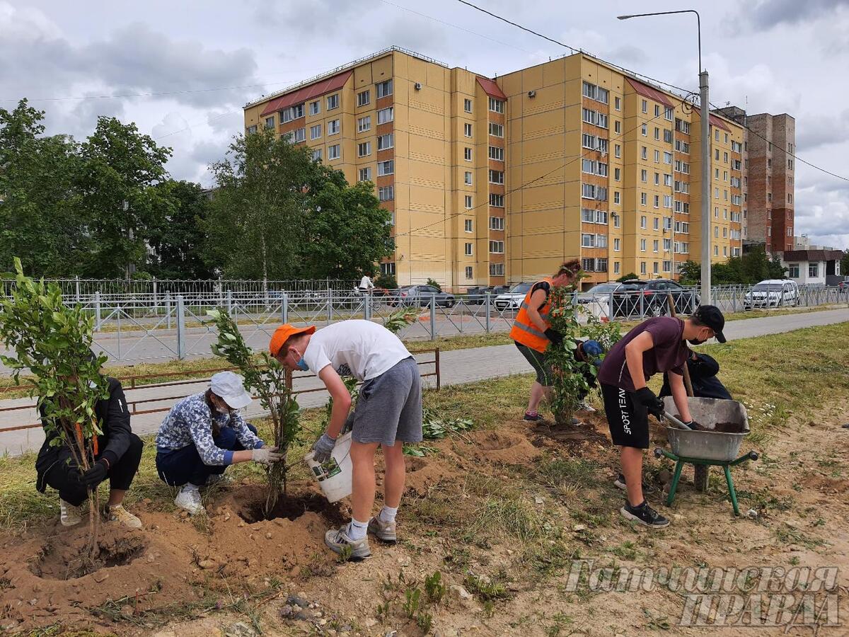 В День семьи, любви и верности в Гатчине посадили сирень - Гатчинская правда