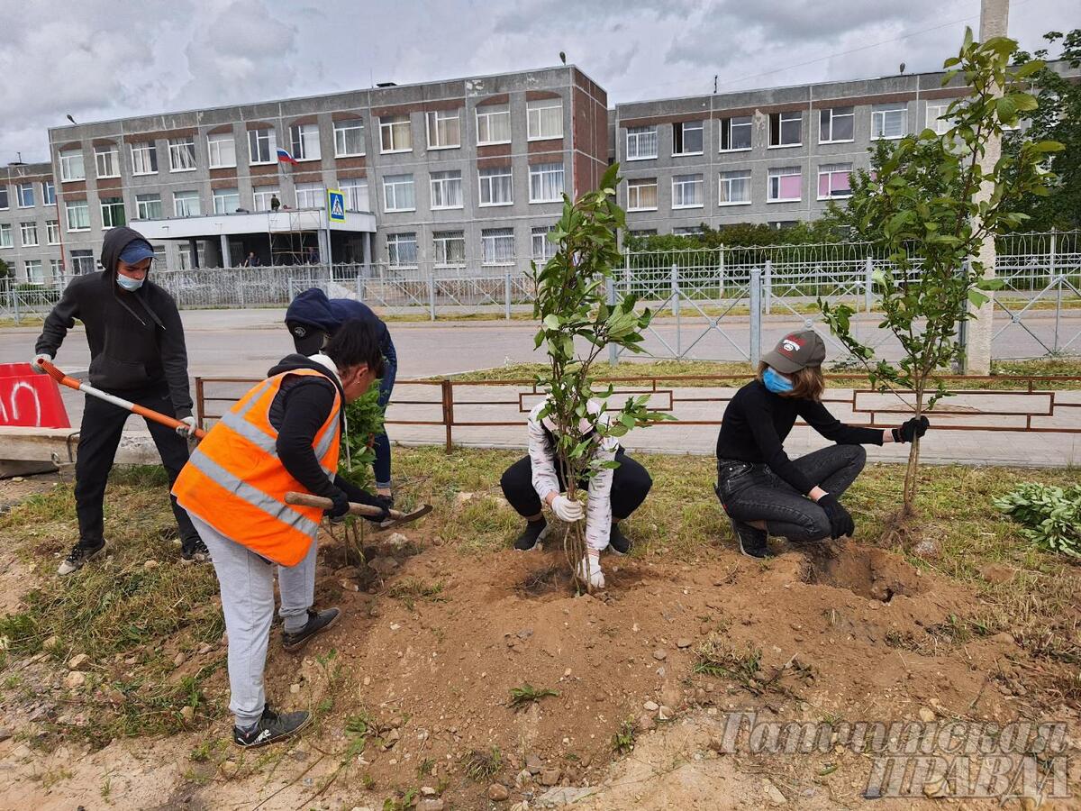 В День семьи, любви и верности в Гатчине посадили сирень - Гатчинская правда