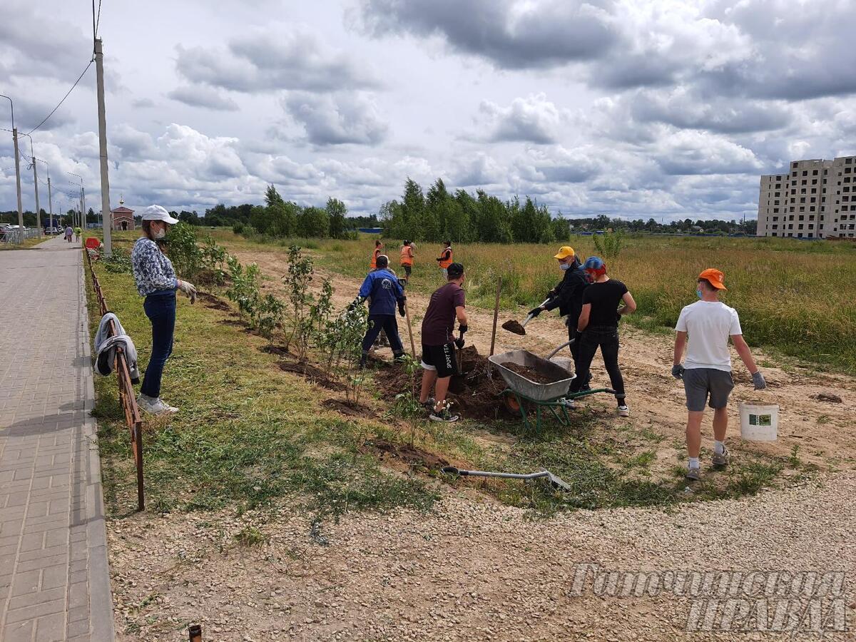 В День семьи, любви и верности в Гатчине посадили сирень - Гатчинская правда