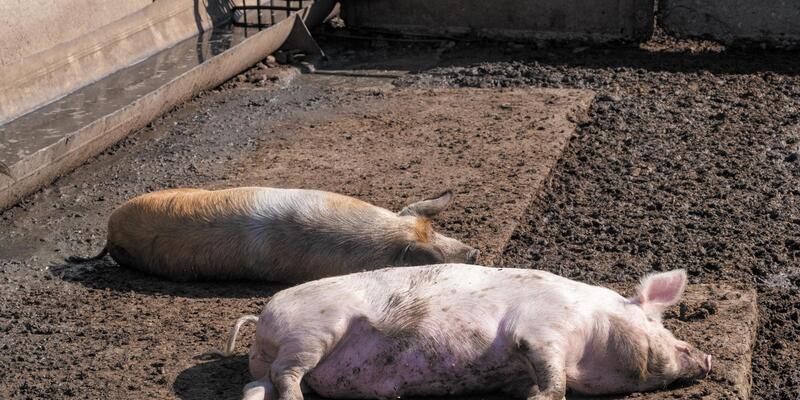 Африканская чума свиней атаковала 12 регионов