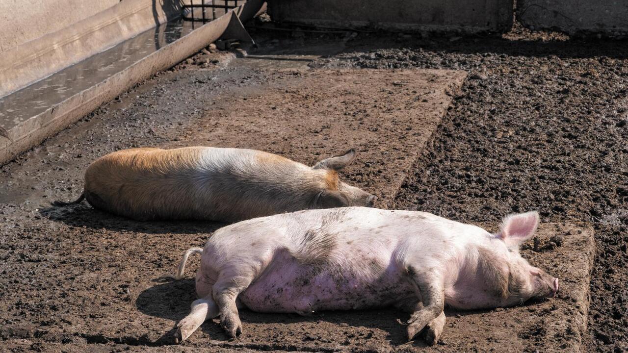 Африканская чума свиней атаковала 12 регионов
