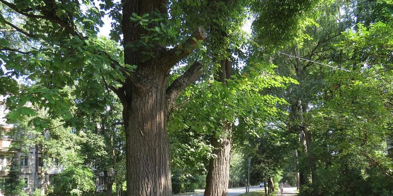 Память живого дерева: волонтёры ищут деревья-патриархи