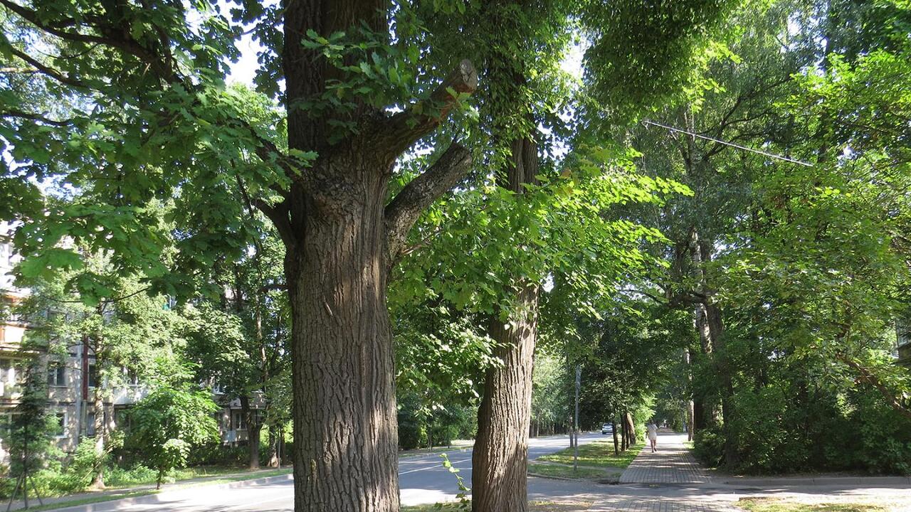 Память живого дерева: волонтёры ищут деревья-патриархи