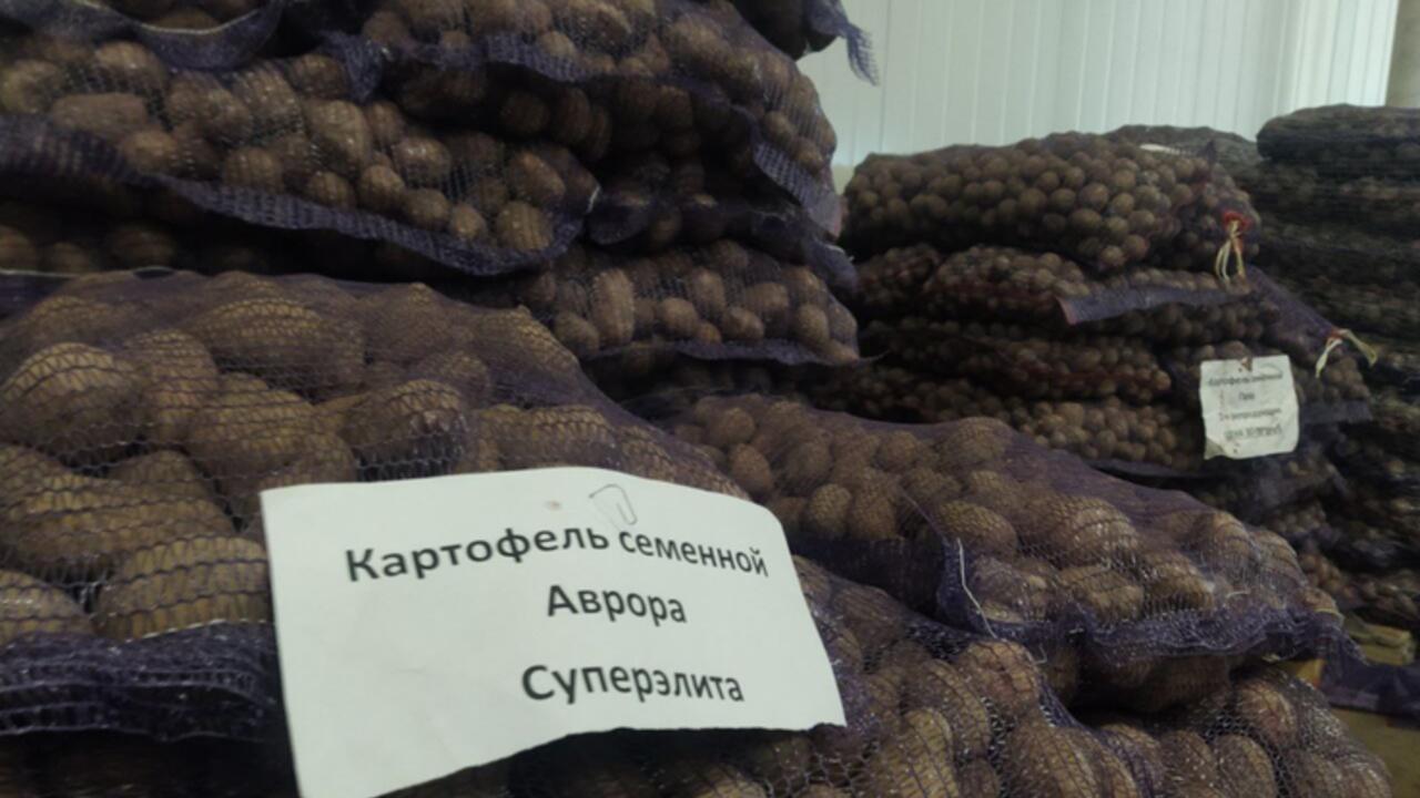 Ленинградская картошка - для всей России