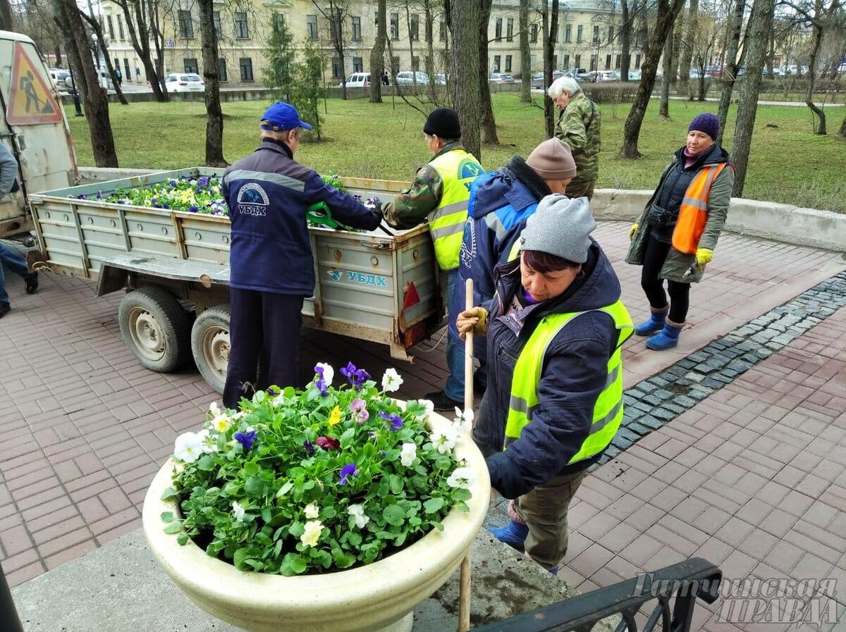 Гатчина расцветает - Гатчинская правда