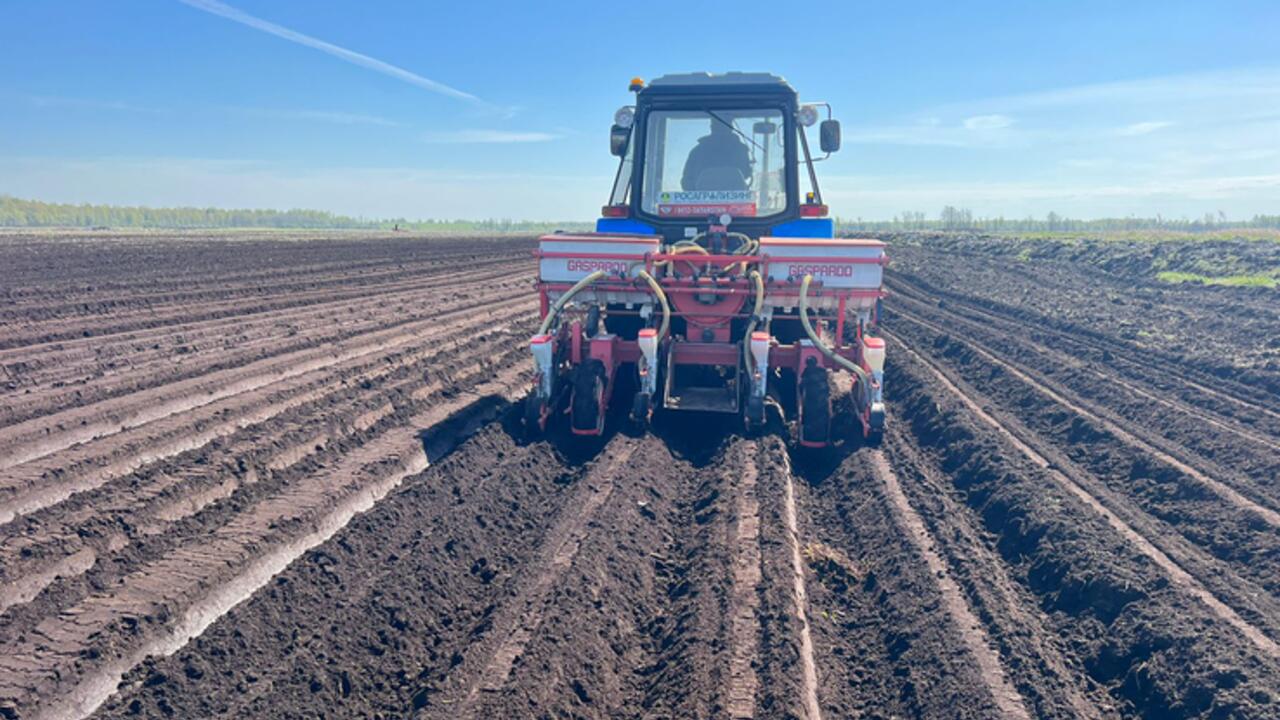 В Ленобласти стартовали посадки картофеля: регион поддержал аграриев субсидиями