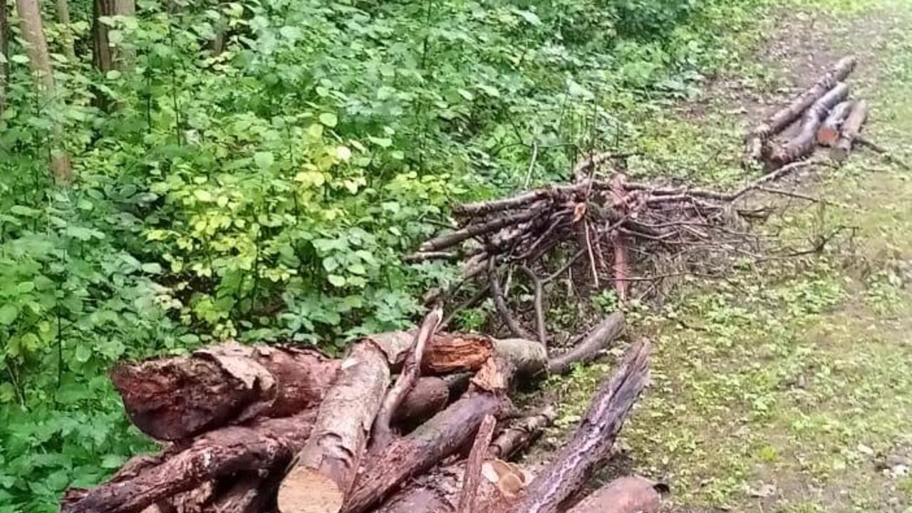 Приоратский и Демидовский парки очищают от аварийных деревьев