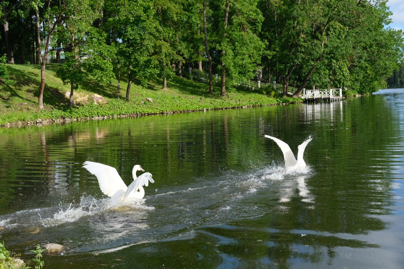 В Дворцовом парке Гатчины поселились две пары лебедей