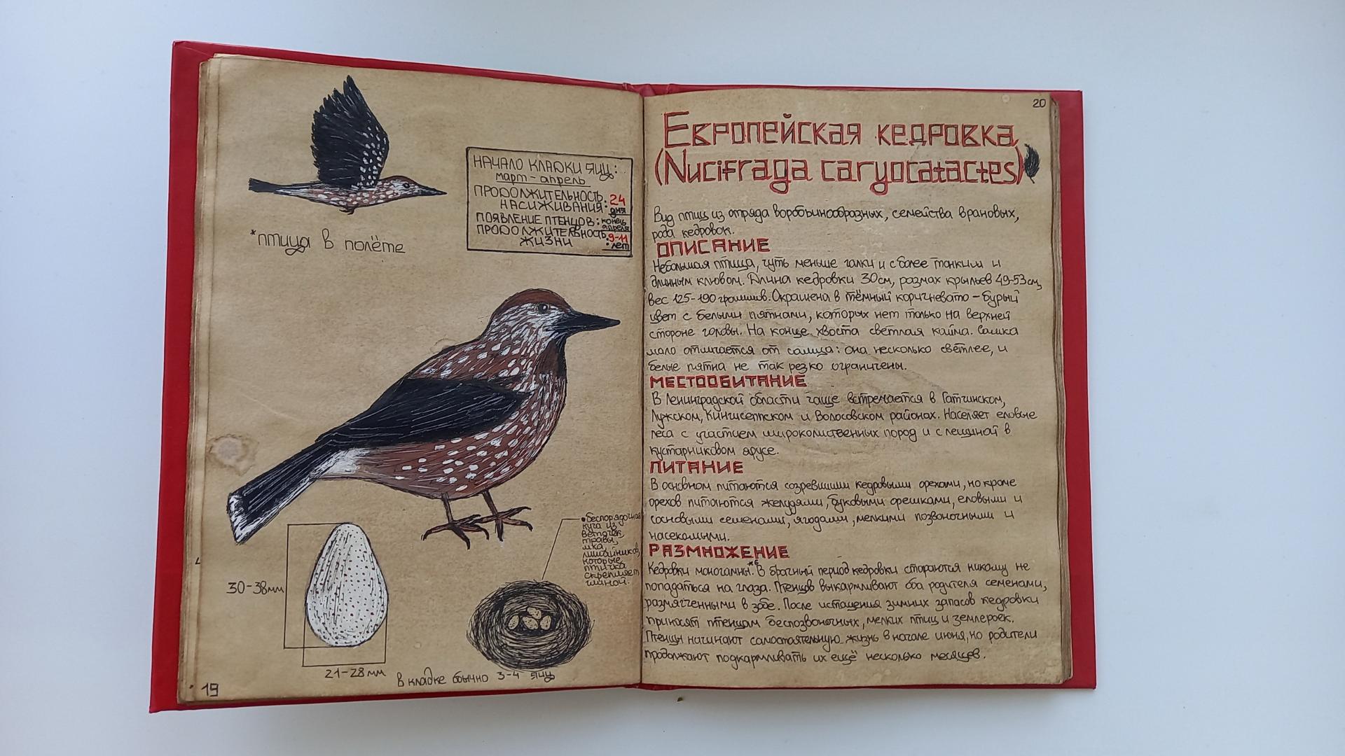 Птицы, цветы и книги Самира Магеррамова - Гатчинская правда