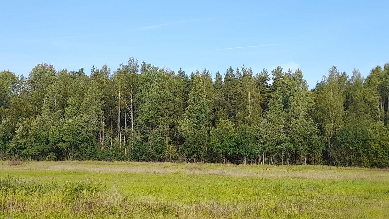 Гатчинская прокуратура вернула участок лесного фонда в собственность Российской Федерации
