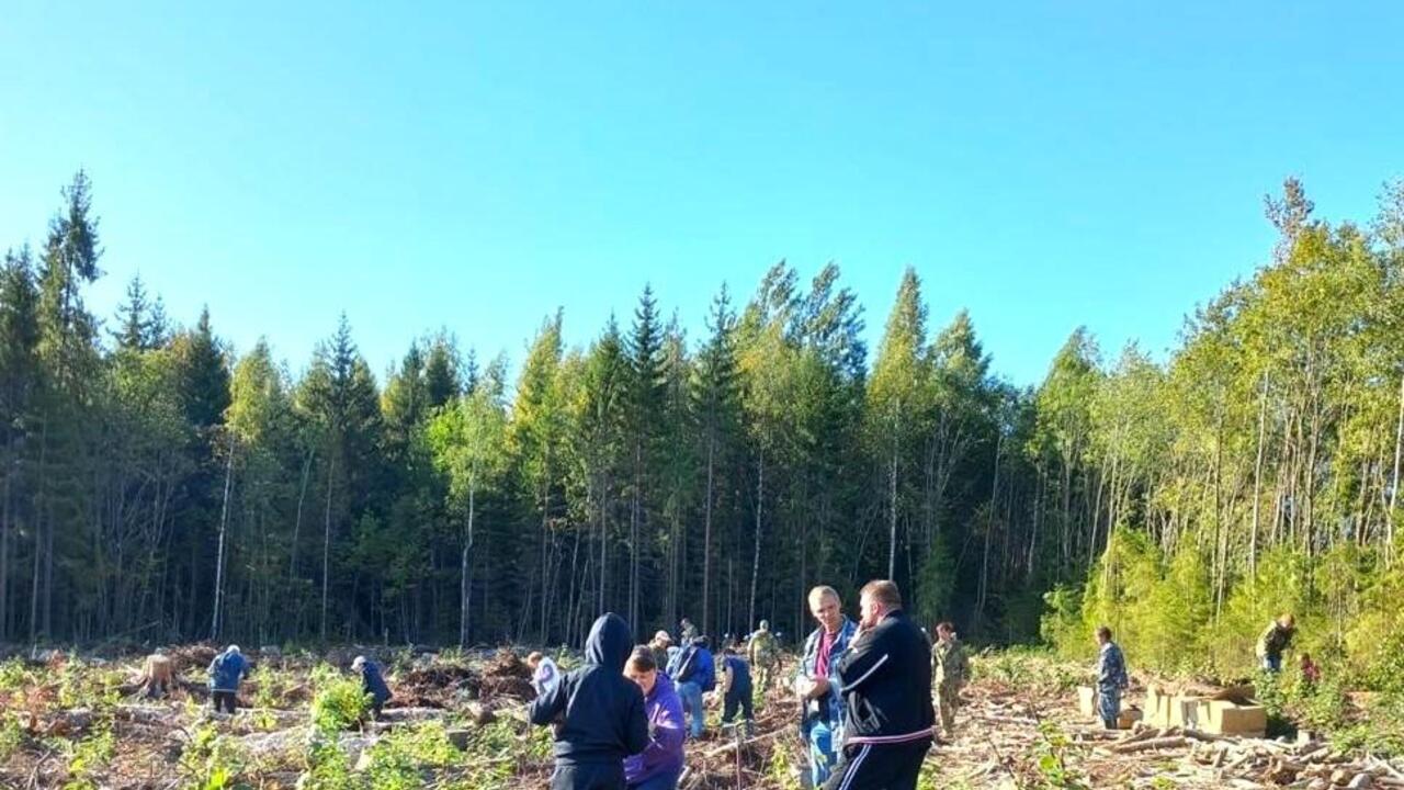 В Гатчинском районе прошла акция «Сохраним лес»