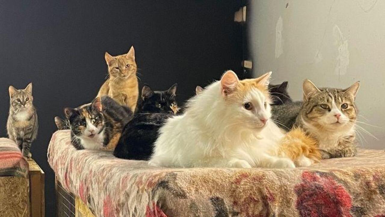 Приют «Альтера Вита» - дом, в котором спасают кошек