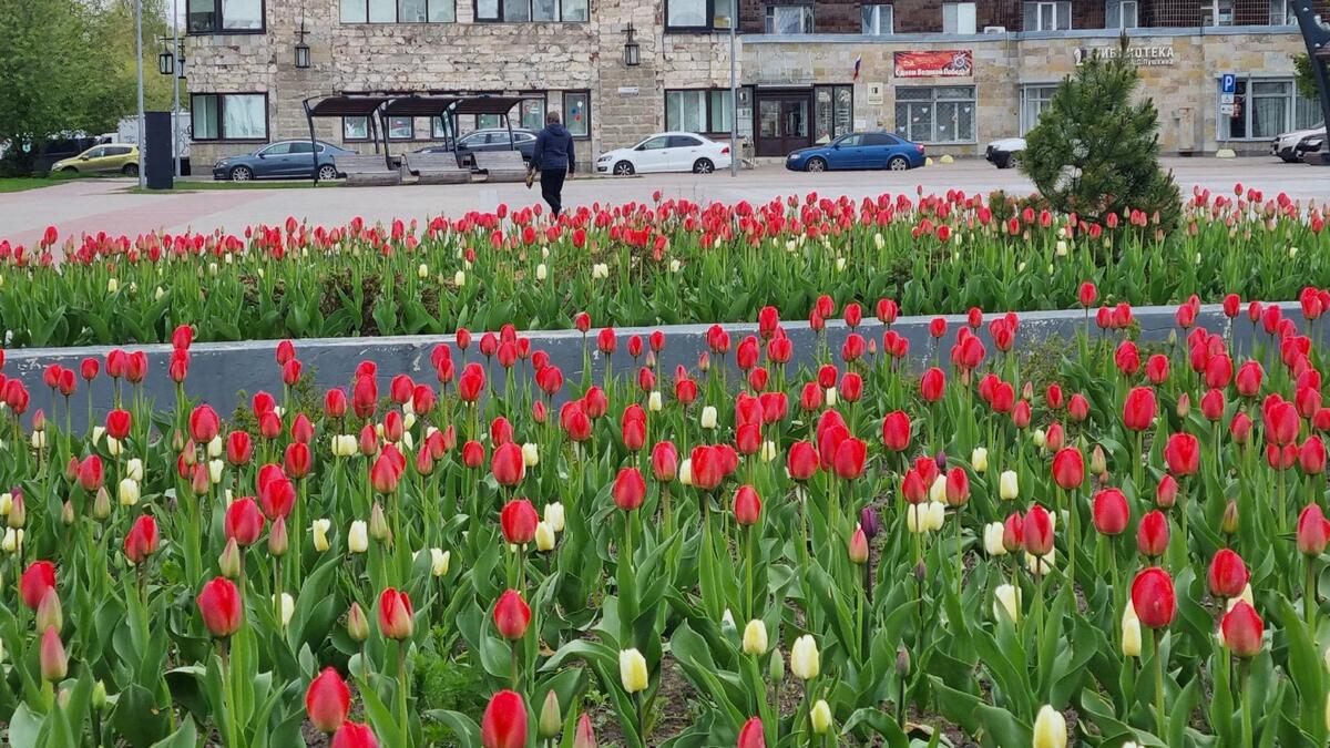 Гатчина расцветает - Гатчинская правда