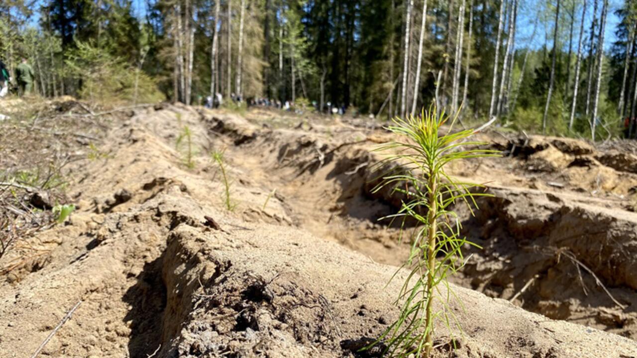 В Ленобласти началась осенняя акция посадки леса