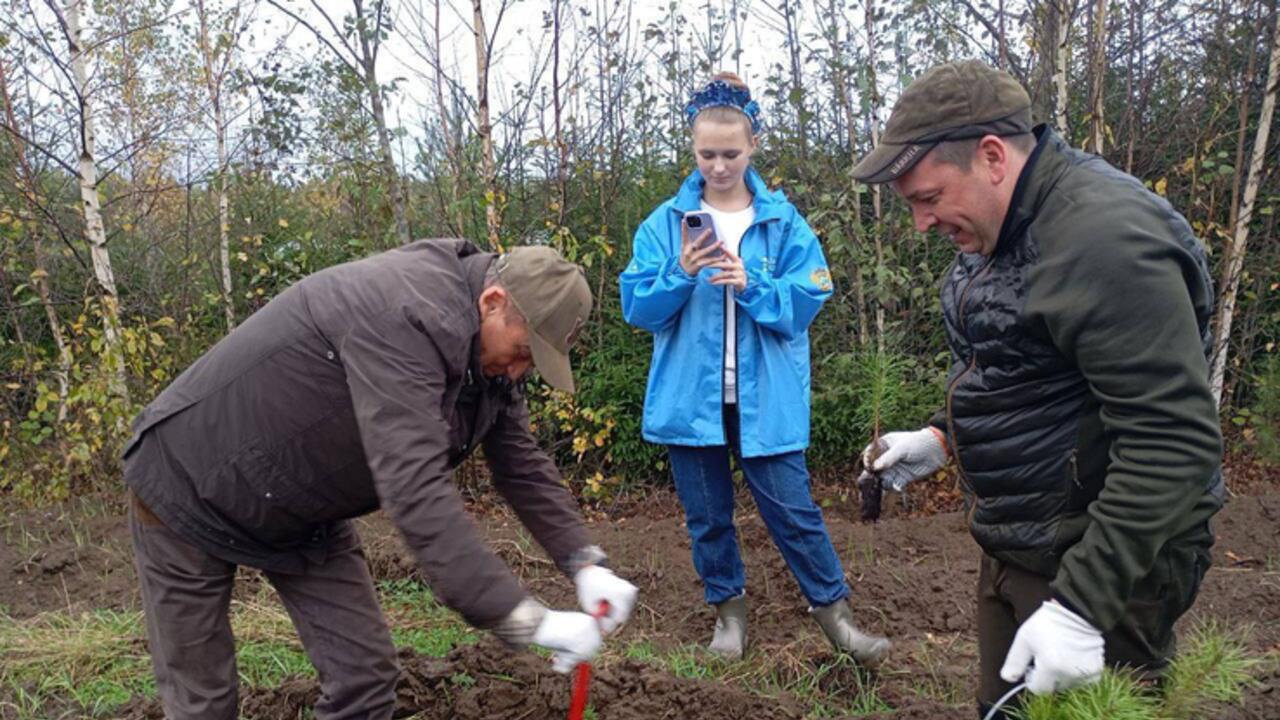 Ленобласть сажает лес в любую погоду