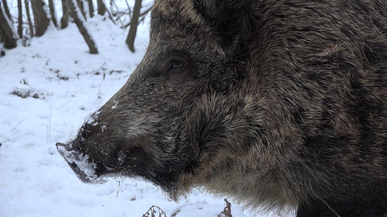 Кабанье царство