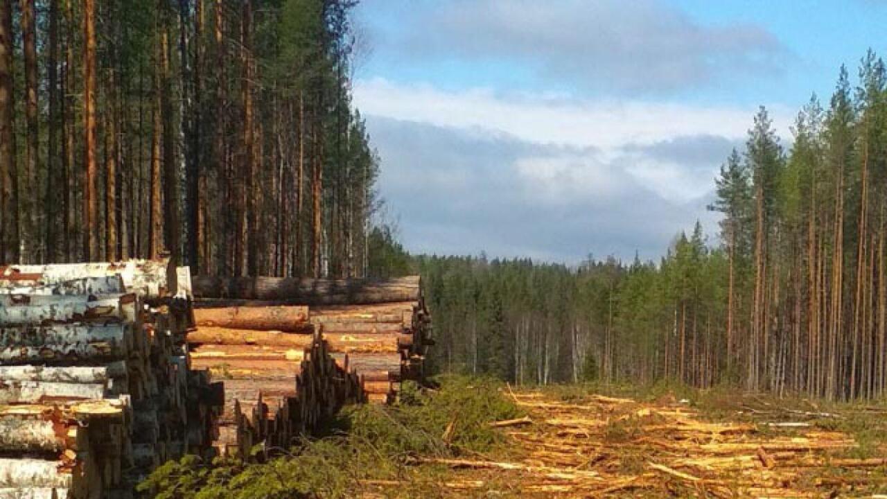 Чтобы спиленный лес не гнил по обочинам…