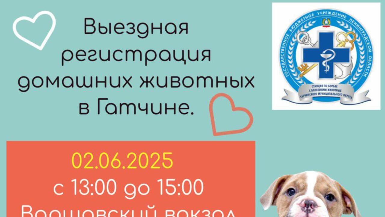 Документы – усы, лапы и хвост? Пожалуйте на регистрацию!