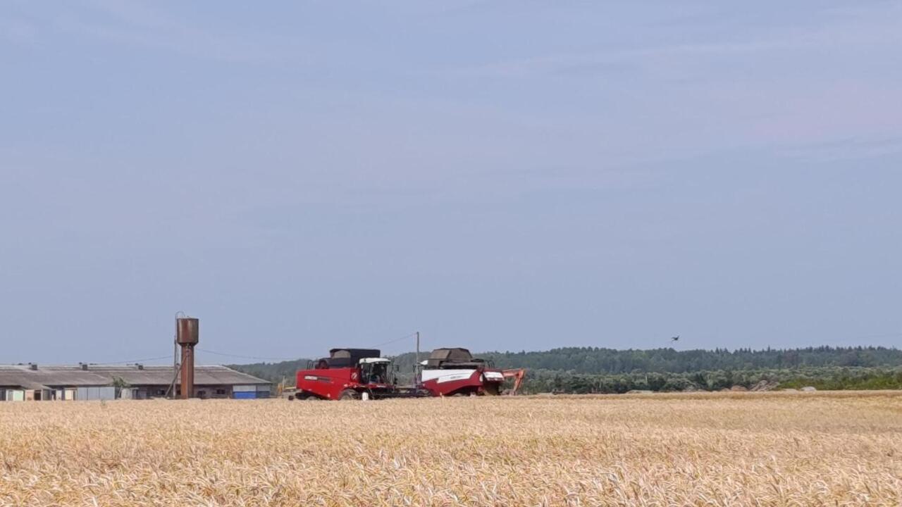В Ленинградской области началась уборка урожая и стартовал госмониторинг зерна