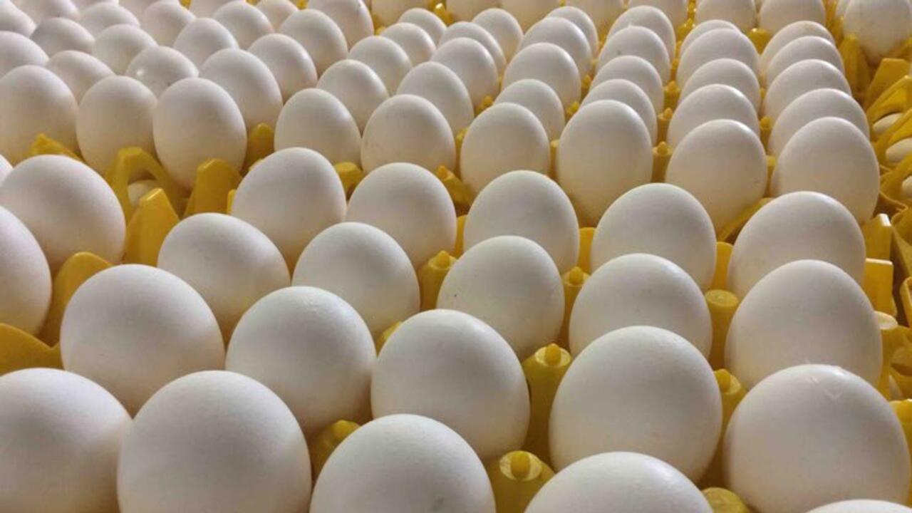 Ленинградская область – крупнейший в России производитель мяса бройлеров