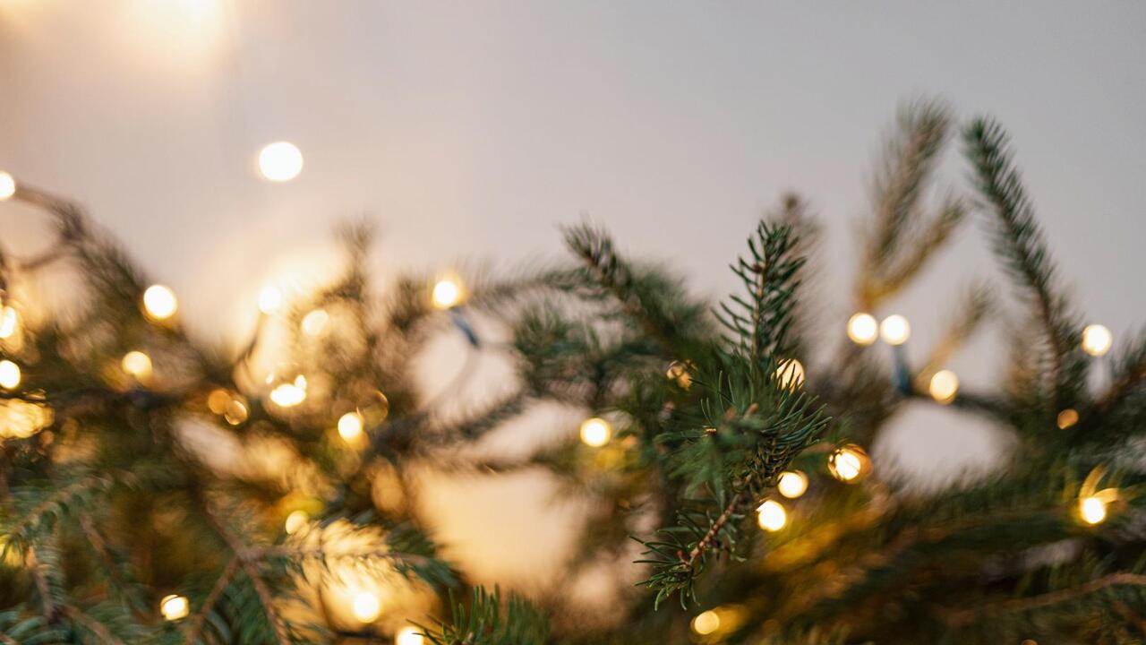 В Ленинградской области можно получить новогоднюю ёлку бесплатно!