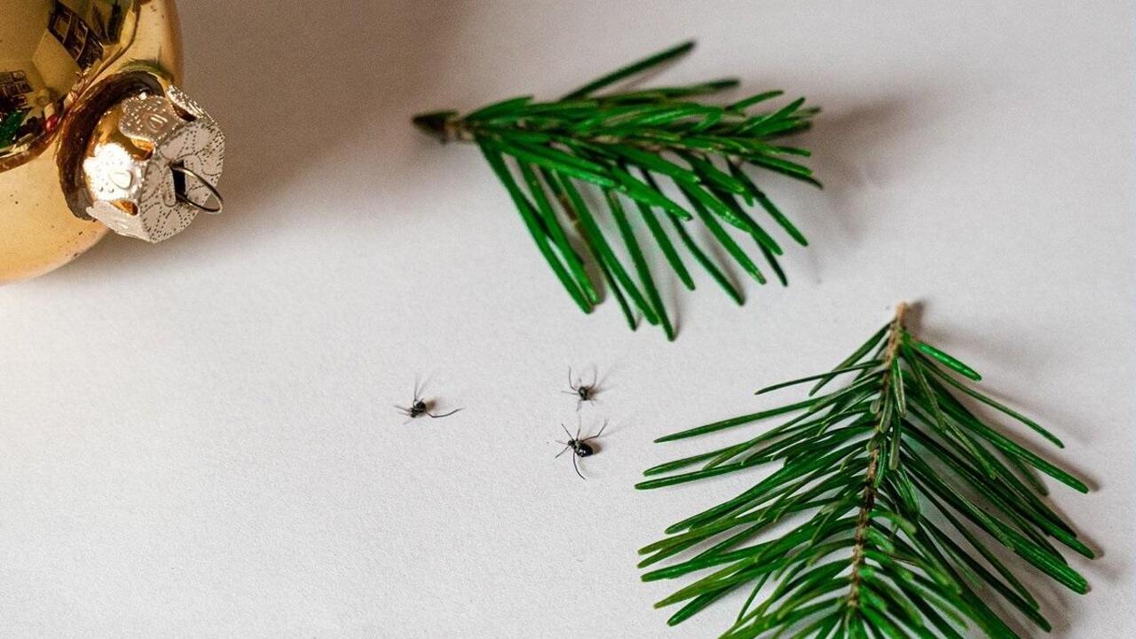 Эксперты ЦОК АПК: насекомые на живой новогодней ели опасности для человека не представляют