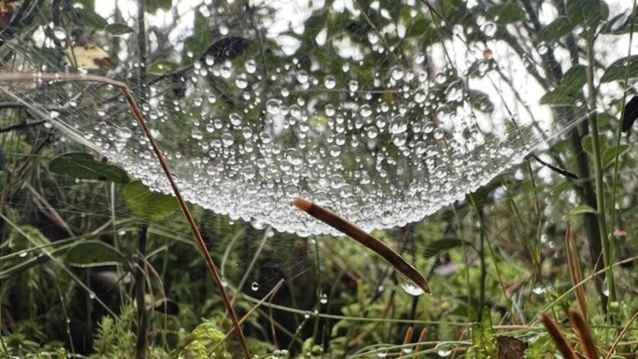 Ленобласти — чистые леса