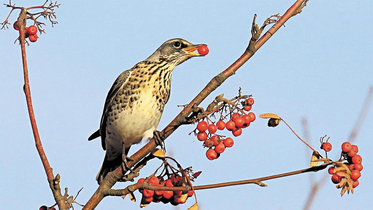 Ни мороз нам не страшен, ни снега
