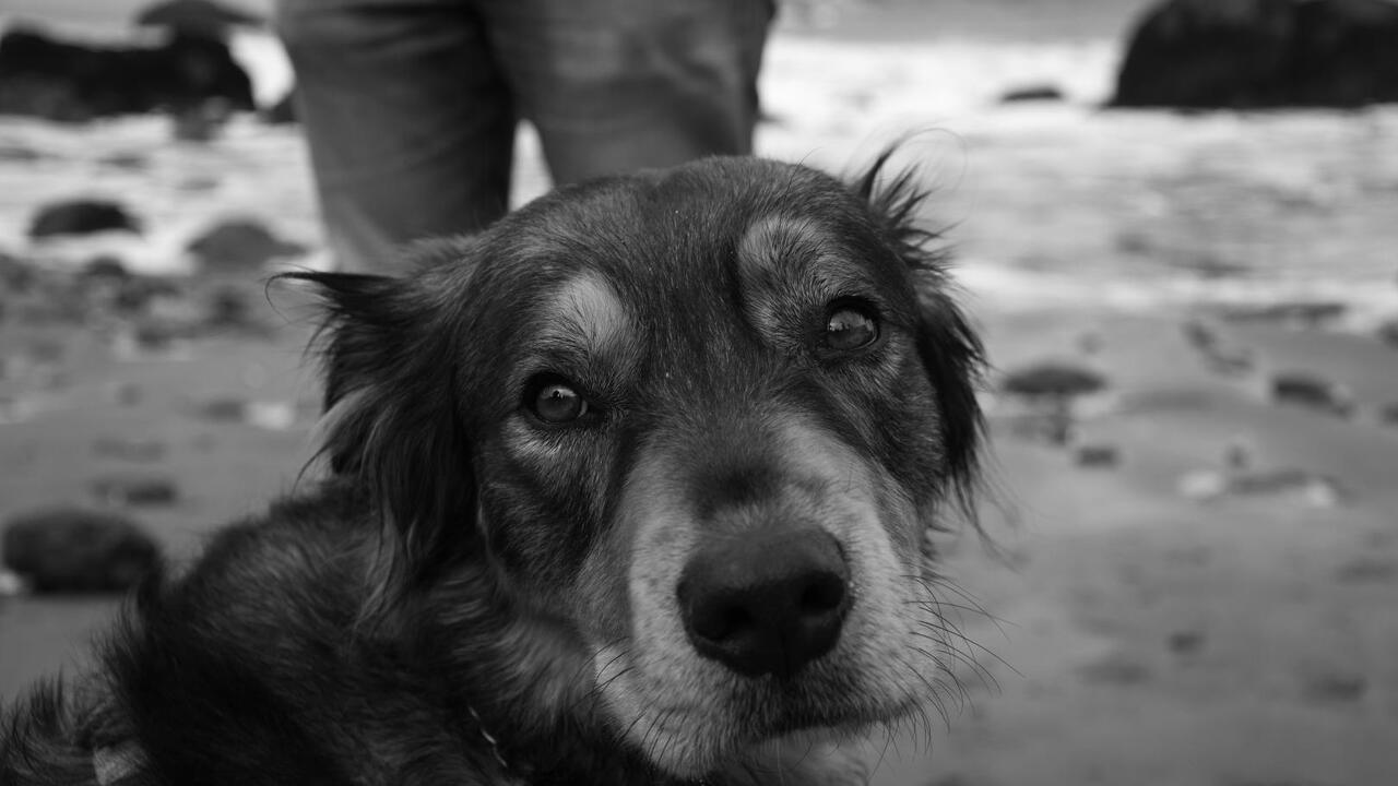 Собаки без владельцев: кто виноват и что делать