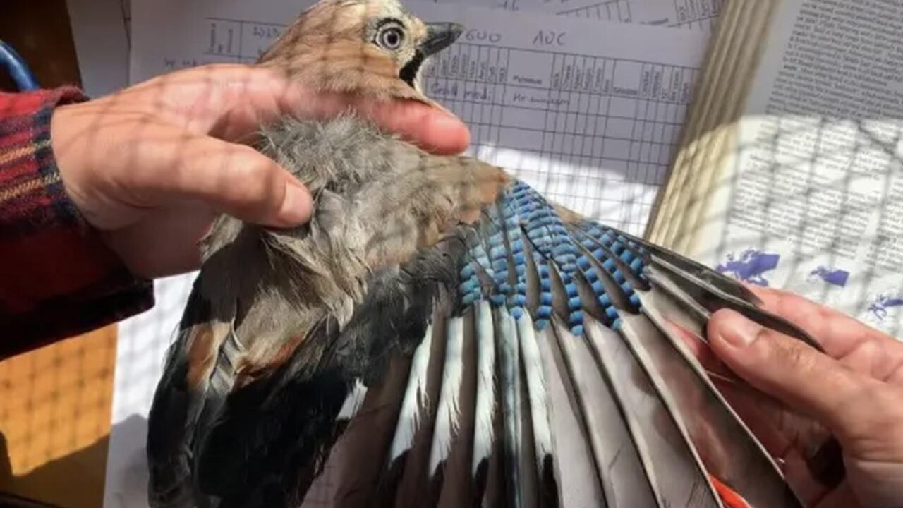 Три проекта из Ленобласти выиграли гранты Президентского фонда природы