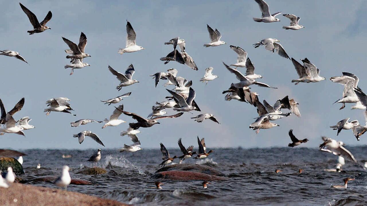 Петербургские гуси-лебеди и другие городские пернатые