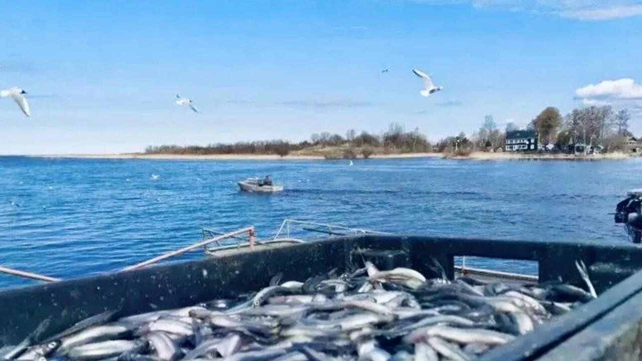 Корюшка идёт!