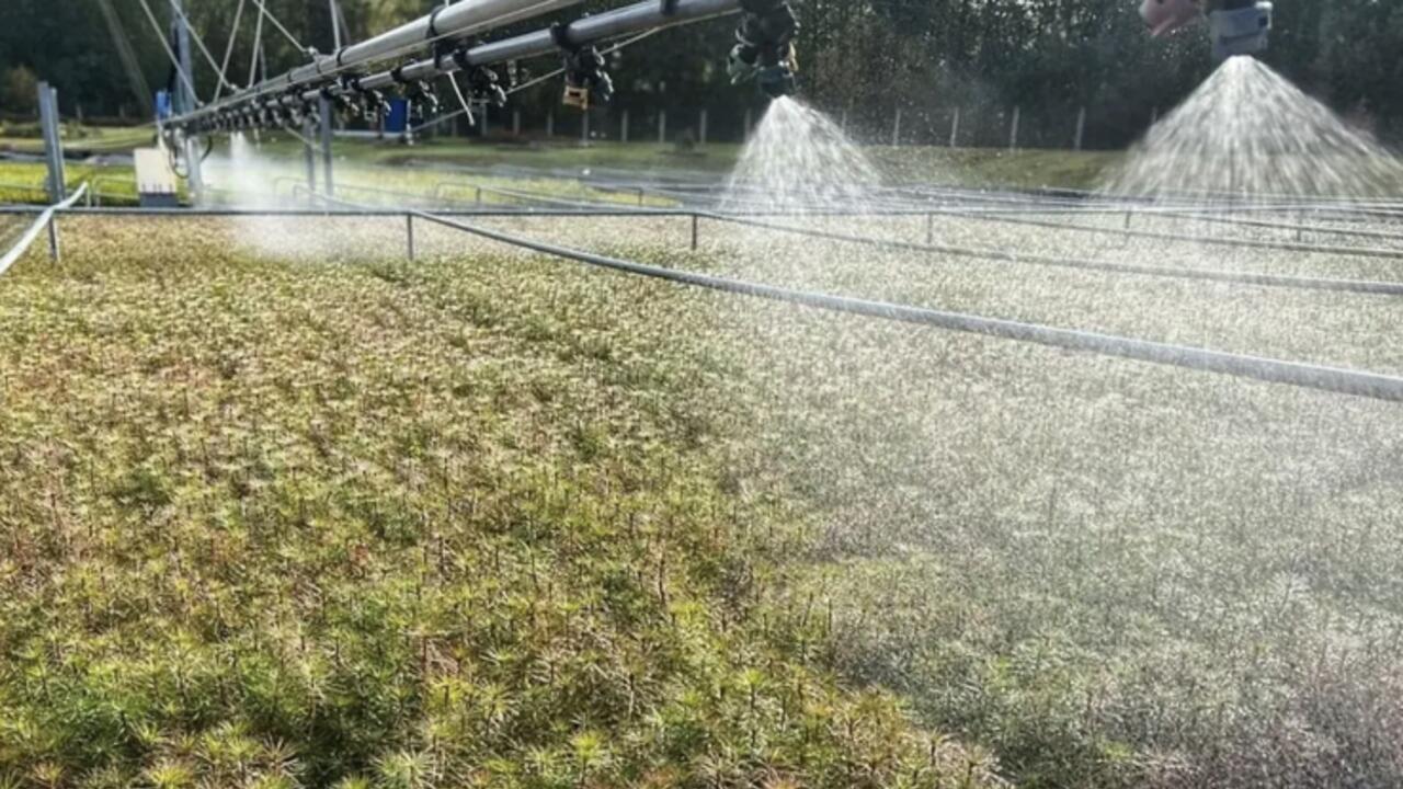 Ленобласть вырастит 250 тысяч новых деревьев для Донбасса