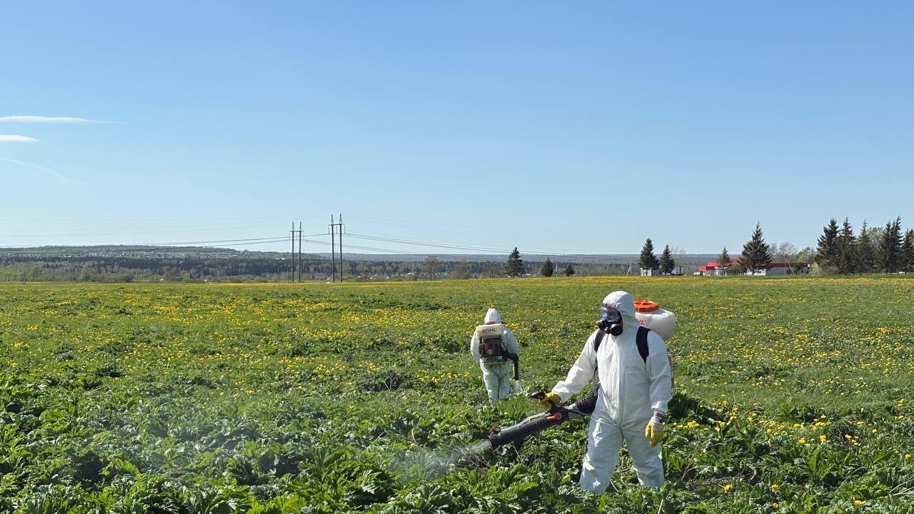Борщевик не пройдет!