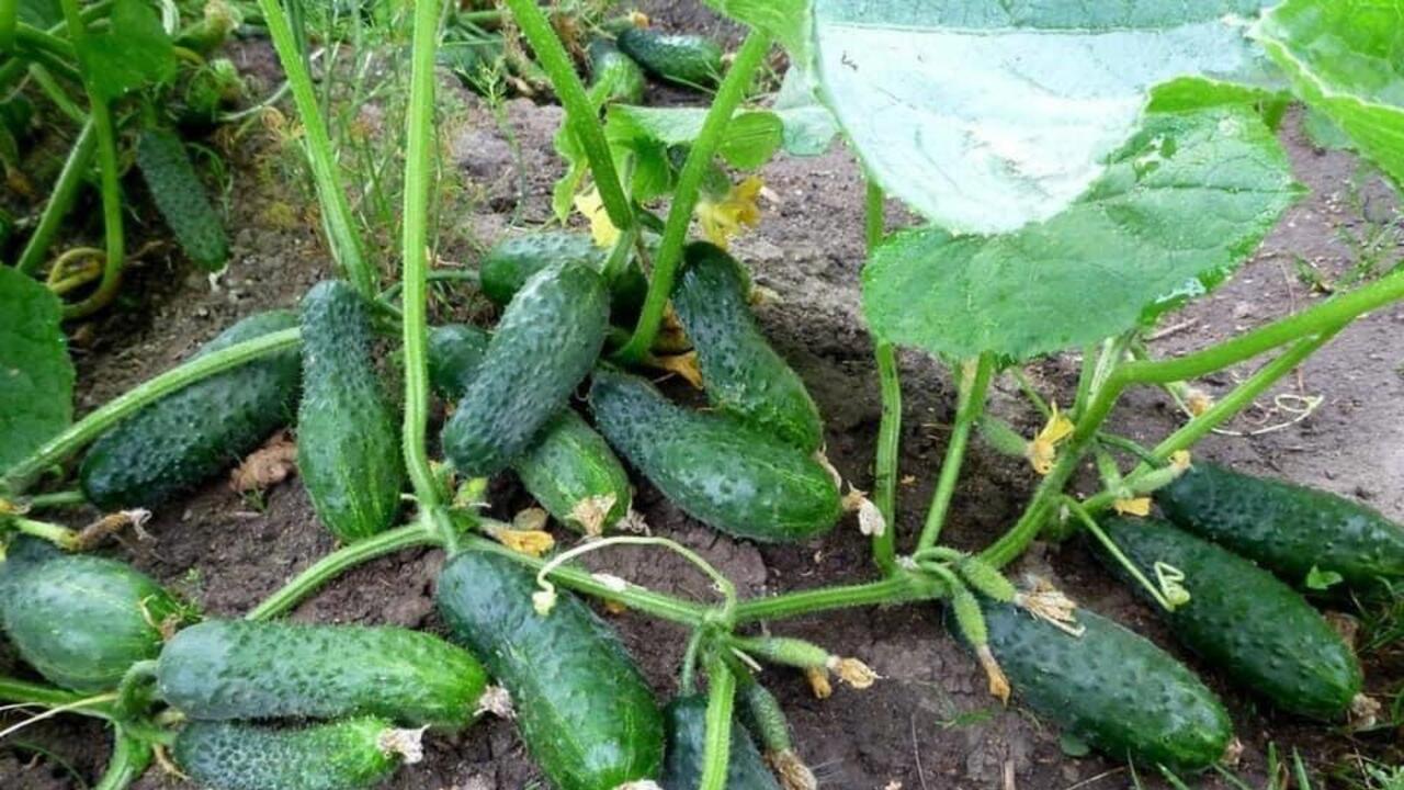 «Гороскоп» дачной совместимости культур от экспертов Санкт-Петербургского филиала ФГБУ «ЦОК АПК»