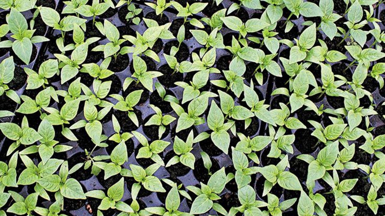 Увидал скворца — весна у крыльца!