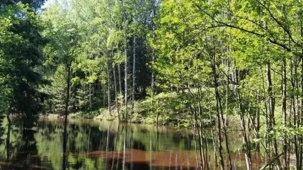 Зелёный пояс обеспечит лесам Ленобласти дополнительную охрану