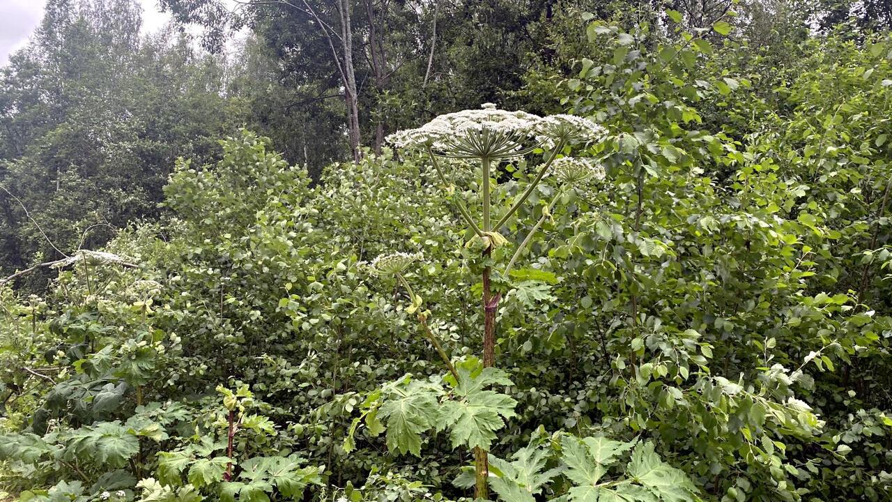 Ленобласть усиливает координацию служб в борьбе с борщевиком