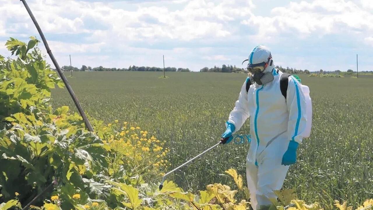 Наступление на борщевик
