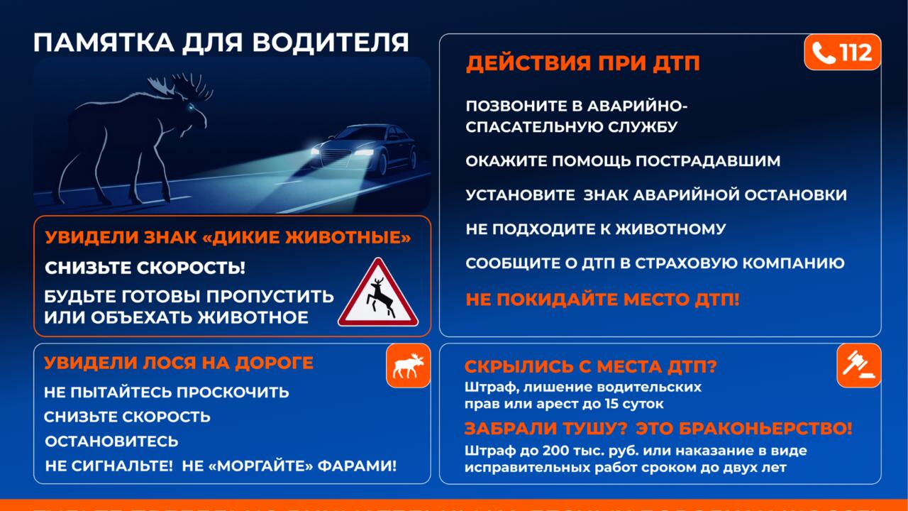 На федеральных дорогах Северо-Запада повышается риск ДТП с участием лосей: у животных начался брачный период
