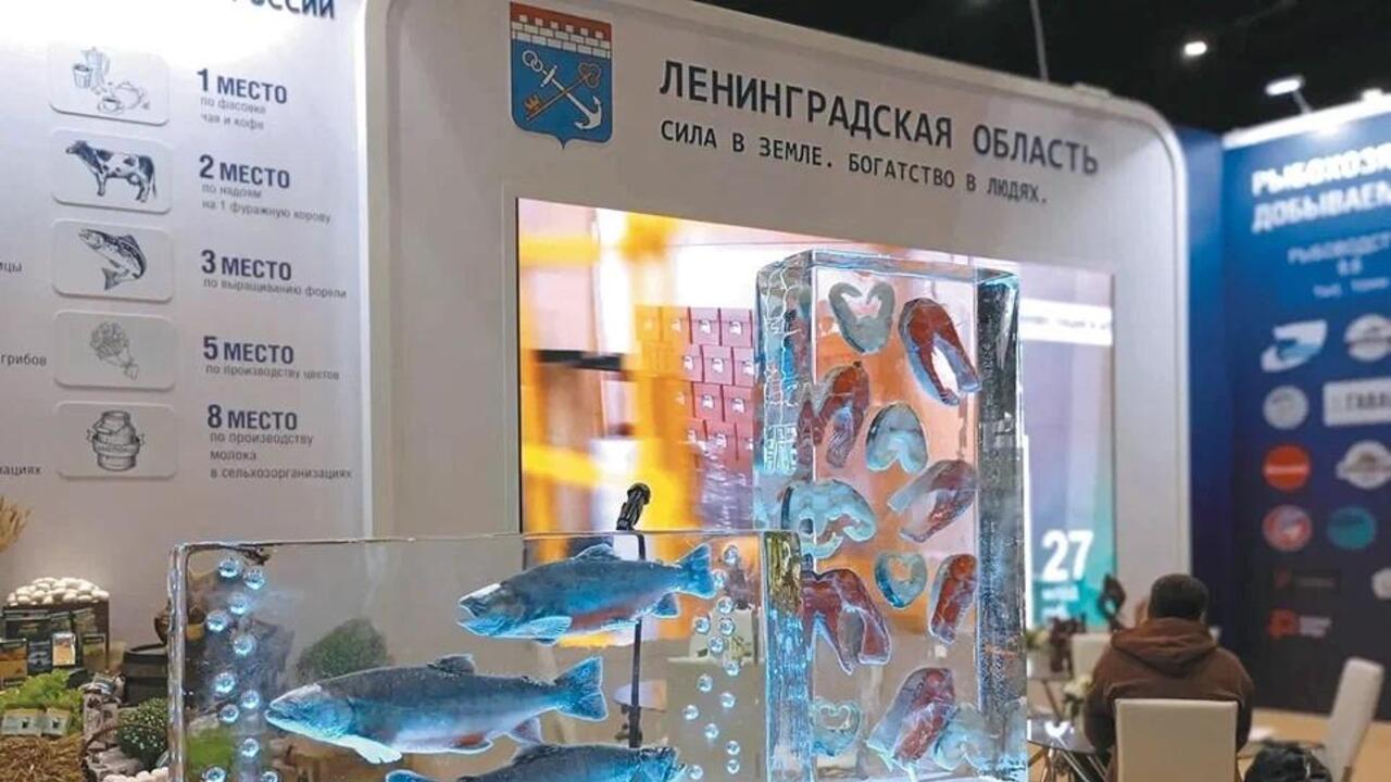 Европейская корюшка и ропшинский рофор